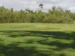 View of the lofty bamboos