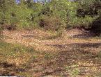 Jamaica National Heritage Trust - Rio Nuevo Taino Site